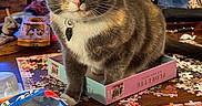 Nadja joined the competition — help win amazing prizes! animal, cat, close_up, cluttered, cozy, curious, decor, domestic_cat, furniture, indoor, living_room, pet, puzzle_box, puzzle_pieces, relaxed, tabby_cat, tabletop, toy, wooden_table, yellow_eyes