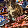animal, cat, close_up, cluttered, cozy, curious, decor, domestic_cat, furniture, indoor, living_room, pet, puzzle_box, puzzle_pieces, relaxed, tabby_cat, tabletop, toy, wooden_table, yellow_eyes