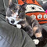 Nadja is registered to the contest to win money with this photo: calico_cat, cat, collar, couch, feline, fur, gray, halloween, home_decor, indoor, jack_o_lantern, orange, pet, pillow, portrait, relaxed, skull, spider, whiskers, white_paw