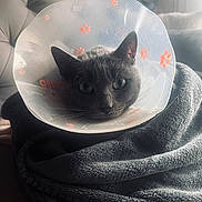 Ramses a rejoint le concours — aidez-le/la à gagner de superbes lots ! animal, blanket, cat, close_up, comfort, cone, couch, cozy, domestic_animal, face, fur, gray_cat, green_eyes, indoor, paw_prints, pet, plastic_cone, resting, soft_lighting, wrapped