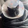 animal, blanket, cat, close_up, comfort, cone, couch, cozy, domestic_animal, face, fur, gray_cat, green_eyes, indoor, paw_prints, pet, plastic_cone, resting, soft_lighting, wrapped