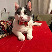Marjorie Aivazoff participe au concours pour gagner de l'argent avec cette photo : cat, indoor, table, red_tablecloth, bow_tie, white_cat, gray_cat, pet, holiday, decorations, feline, resting, cute, close_up, domestic_animal, curtains, cozy, animal_portrait, festive, relaxed