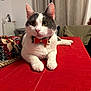 animal_portrait, bow_tie, cat, close_up, cozy, curtains, cute, decorations, domestic_animal, feline, festive, gray_cat, holiday, indoor, pet, red_tablecloth, relaxed, resting, table, white_cat