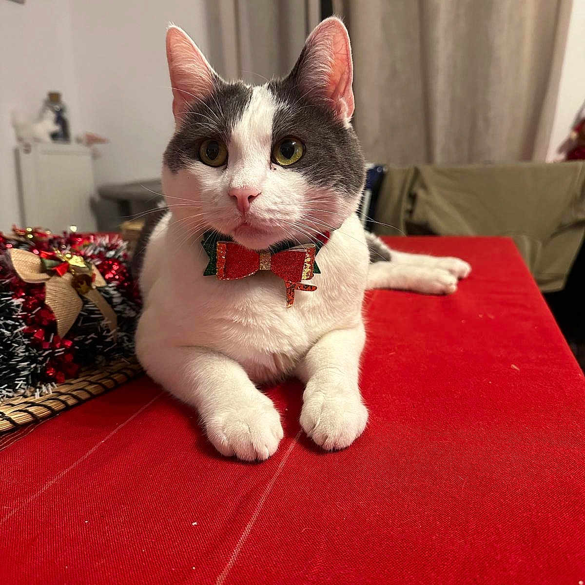 Marjorie Aivazoff participe au concours pour gagner de l'argent avec cette photo : animal_portrait, bow_tie, cat, close_up, cozy, curtains, cute, decorations, domestic_animal, feline, festive, gray_cat, holiday, indoor, pet, red_tablecloth, relaxed, resting, table, white_cat