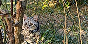 Altéa a rejoint le concours — aidez-le/la à gagner de superbes lots ! animal, cat, curious, daytime, dried_leaves, feline, garden, grass, green_plants, nature, outdoor, pet, shrubbery, small_animal, sunlight, tree_trunk, walking, white_pebbles, wire_fence, yellow_petals