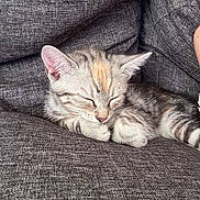 Altéa participe au concours pour gagner de l'argent avec cette photo : animal, cat, couch, cozy, cute, domestic_animal, fur, furniture, gray, indoors, kitten, nap, paw, pet, relaxation, resting, sleeping, soft, whiskers, young