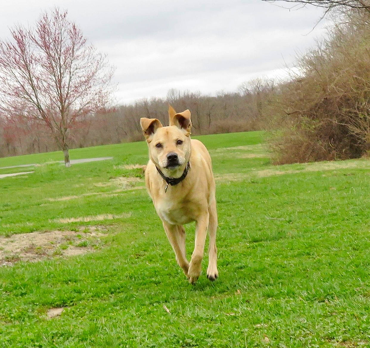 Bentley joined the competition — help win amazing prizes! canidae, carnivore, carolina_dog, companion_dog, dog, dog_breed, fawn, grass, grassland, mammal, meadow, pariah_dog, pasture, plant, sporting_group, tree, vertebrate, wildlife