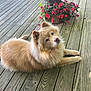 dog, pet, wooden_deck, flower_pot, red_flowers, tree_trunk, outdoor, fluffy_fur, relaxed, lying_down, portrait, sunlight, shadows, planks, garden, summer, close_up, animal, companion, home_outdoor