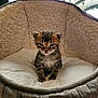 Adés a rejoint le concours — aidez-le/la à gagner de superbes lots ! adorable, animal, bed, cat, comfort, cozy, cushion, cute, feline, fur, indoor, kitten, mammal, pet, resting, sleepy, small, soft, tabby, young