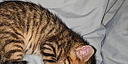 Adés a rejoint le concours — aidez-le/la à gagner de superbes lots ! animal, blanket, cat, cozy, cute, domestic_cat, feline, fur, indoor, kitten, nap, paw, pet, relaxation, sleeping, small, soft, striped, tabby, whiskers