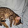 animal, blanket, cat, cozy, cute, domestic_cat, feline, fur, indoor, kitten, nap, paw, pet, relaxation, sleeping, small, soft, striped, tabby, whiskers