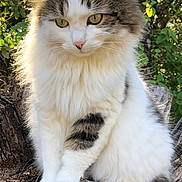Toto participe au concours pour gagner de l'argent avec cette photo : cat, fluffy, tabby, white_fur, tree_stump, leaves, outdoor, nature, greenery, sunlight, animal, pet, whiskers, ears, paws, fur, closeup, serene, contemplative, wildlife