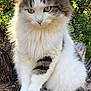 cat, fluffy, tabby, white_fur, tree_stump, leaves, outdoor, nature, greenery, sunlight, animal, pet, whiskers, ears, paws, fur, closeup, serene, contemplative, wildlife