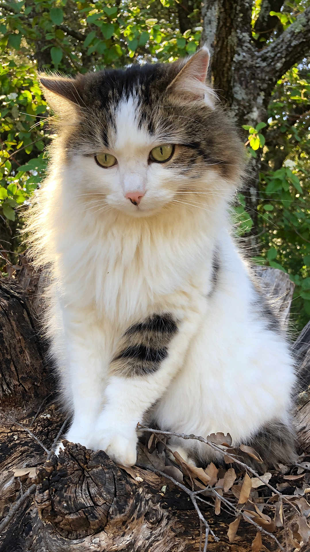 Toto participe au concours pour gagner de l'argent avec cette photo : cat, fluffy, tabby, white_fur, tree_stump, leaves, outdoor, nature, greenery, sunlight, animal, pet, whiskers, ears, paws, fur, closeup, serene, contemplative, wildlife