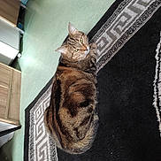 Maya participe au concours pour gagner de l'argent avec cette photo : cat, tabby, indoor, rug, patterned_rug, furniture, wooden_furniture, floor, green_floor, pet, animal, looking_back, lying_down, cozy, domestic, fur, whiskers, ears, tail, eye_contact