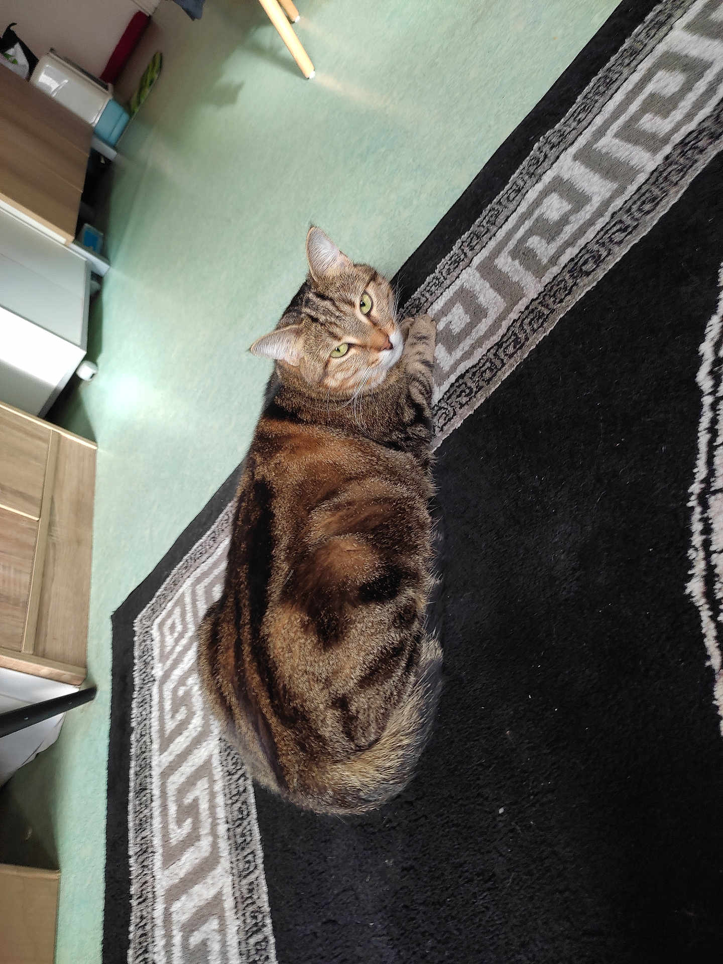 Maya participe au concours pour gagner de l'argent avec cette photo : cat, tabby, indoor, rug, patterned_rug, furniture, wooden_furniture, floor, green_floor, pet, animal, looking_back, lying_down, cozy, domestic, fur, whiskers, ears, tail, eye_contact