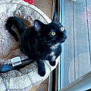 Aiko participe au concours pour gagner de l'argent avec cette photo : animal, black_cat, cat, cat_bed, comfortable, cozy, curious, domestic_cat, feline, glass_door, home, indoor, looking_up, pet, playful, resting, scratching_post, toy, wooden_floor, yellow_eyes