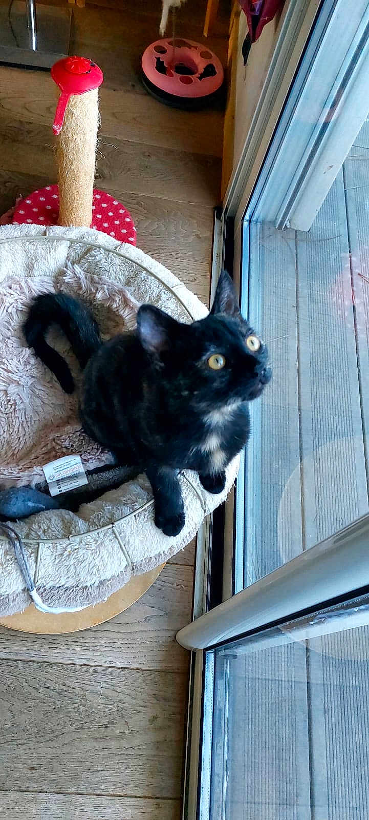 Aiko