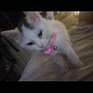 Pucci is registered to the contest to win money with this photo: kitten, cat, pet, collar, pink_bow, bed, striped_sheets, indoor, feline, animal, young_cat, white_cat, domestic_cat, cute, blurred, dim_lighting, closeup, soft_focus, furry, small