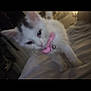 kitten, cat, pet, collar, pink_bow, bed, striped_sheets, indoor, feline, animal, young_cat, white_cat, domestic_cat, cute, blurred, dim_lighting, closeup, soft_focus, furry, small