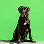 Urion participe au concours pour gagner de l'argent avec cette photo : dog, black_dog, pet, animal, sitting, green_wall, collar, outdoor, canine, mammal, portrait, looking, fur, paw, tail, alert, domestic_animal, companion, background, texture