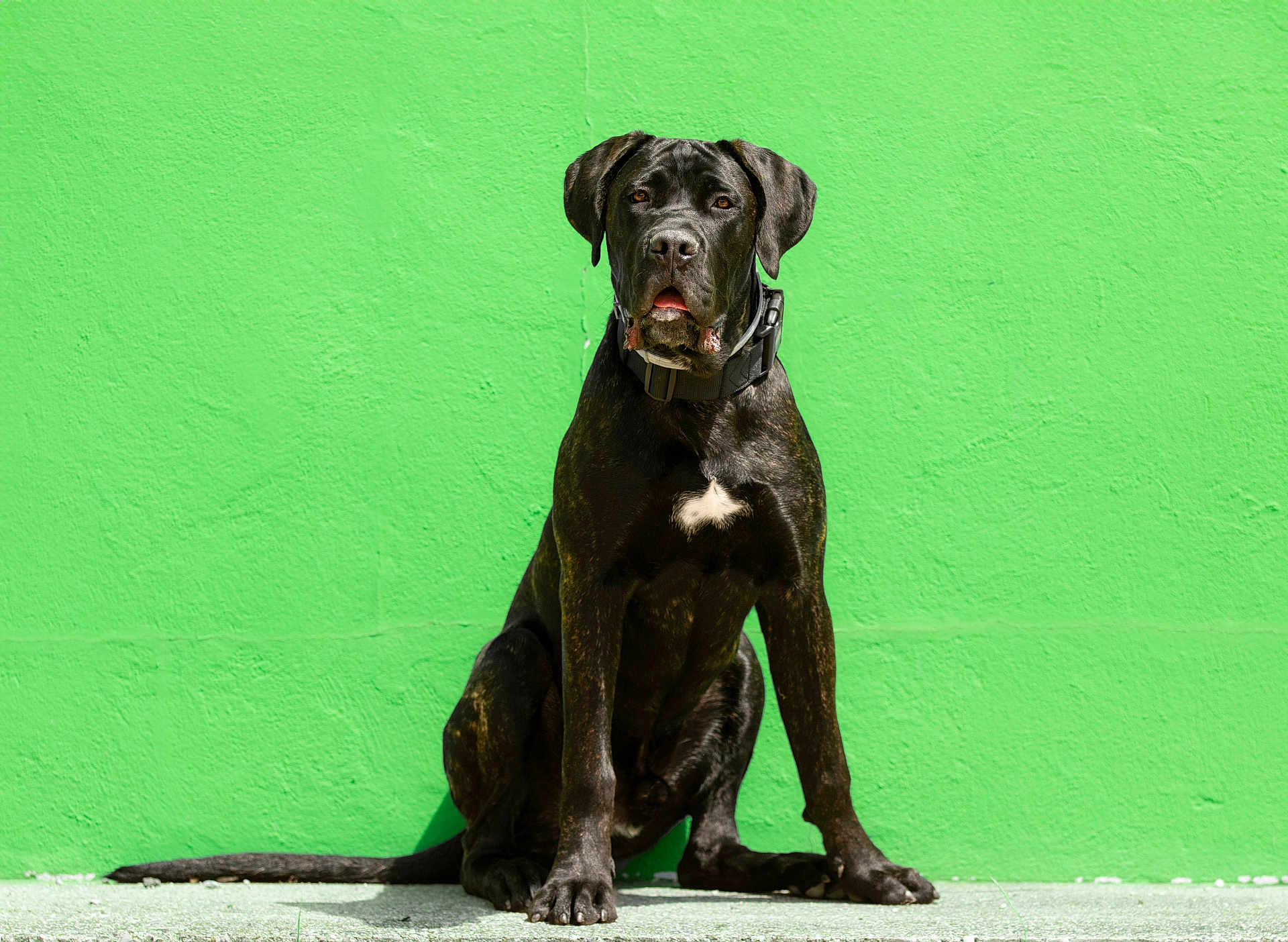 Urion participe au concours pour gagner de l'argent avec cette photo : dog, black_dog, pet, animal, sitting, green_wall, collar, outdoor, canine, mammal, portrait, looking, fur, paw, tail, alert, domestic_animal, companion, background, texture