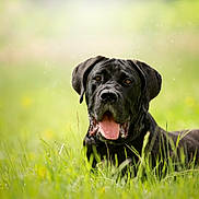 Urion participe au concours pour gagner de l'argent avec cette photo : dog, black_dog, grass, outdoor, animal, pet, canine, tongue_out, nature, field, summer, fur, muzzle, ears, relaxed, laying_down, closeup, portrait, daylight, greenery