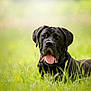 dog, black_dog, grass, outdoor, animal, pet, canine, tongue_out, nature, field, summer, fur, muzzle, ears, relaxed, laying_down, closeup, portrait, daylight, greenery