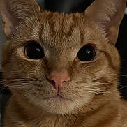 Bourbon is registered to the contest to win money with this photo: animal, cat, close_up, curious, cute, domestic_cat, ears, eyes, face, feline, fur, headshot, indoor, looking, mammal, orange_tabby, pet, portrait, soft_lighting, whiskers
