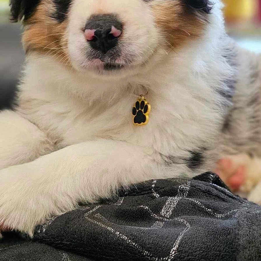 Ace a rejoint le concours — aidez-le/la à gagner de superbes lots ! animal, ball, blanket, canine, cockerspaniel, collie, couch, dog, eskimodog, football, furniture, hound, husky, papillon, pet, puppy, snout, soccer, soccerball, sport