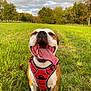 dog, canine, pet, outdoor, grass, field, harness, happy, tongue_out, nature, summer, sunlight, greenery, smiling, animal, mammal, playing, joy, close_up, daytime
