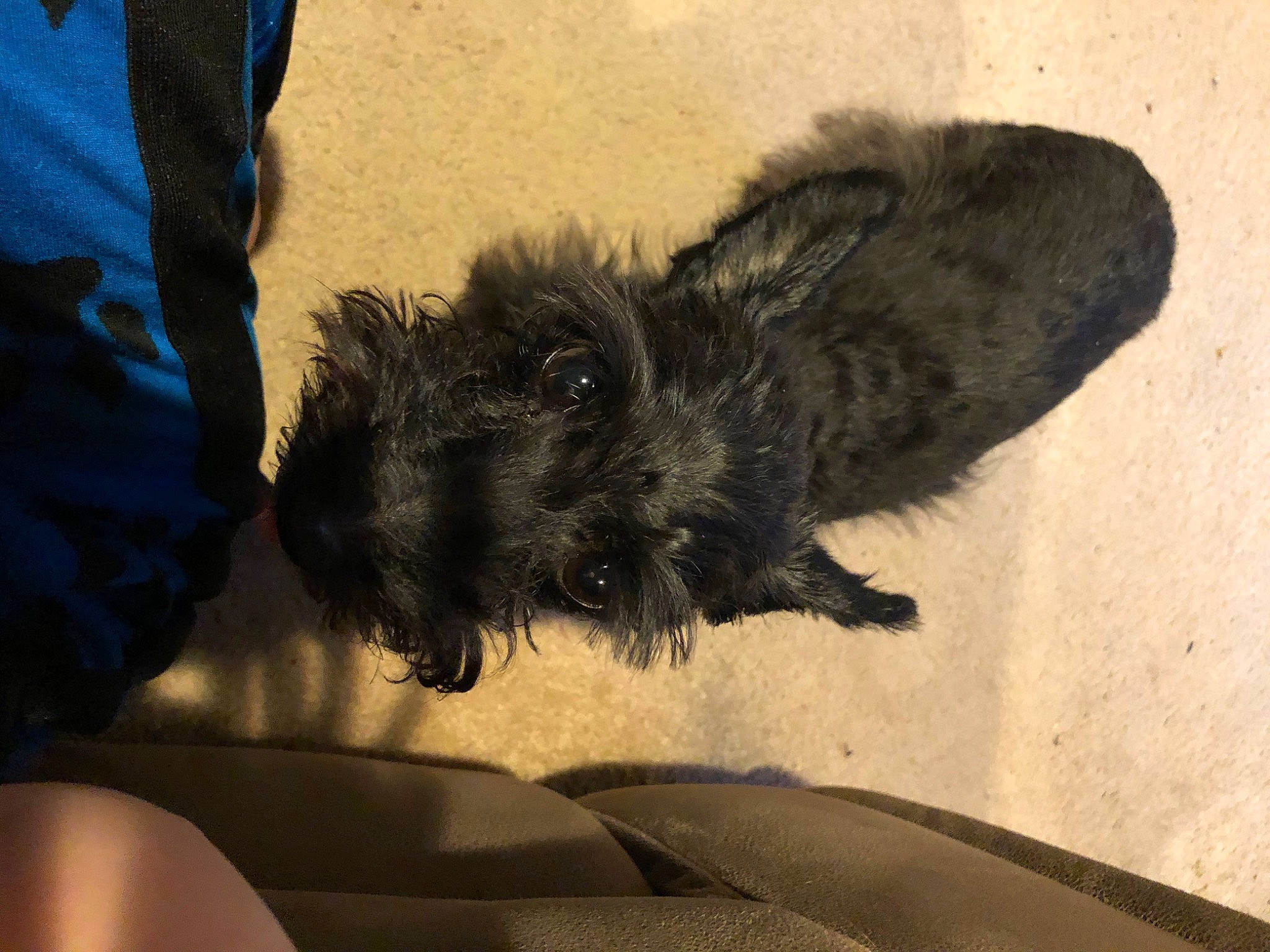 Jewel is registered to the contest to win money with this photo: affenpinscher, cairn_terrier, canidae, carnivore, dog, dog_breed, fur, puppy, schnoodle, sporting_group, terrier