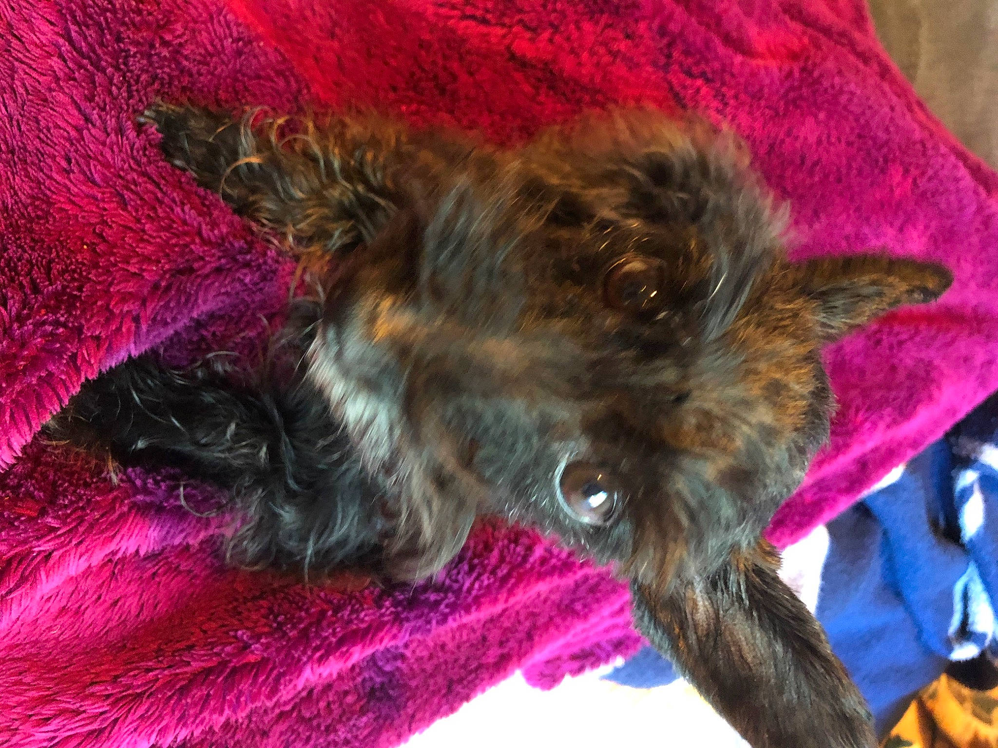 Jewel joined the competition — help win amazing prizes! cairn_terrier, canidae, carnivore, dog_breed, fawn, fur, tail