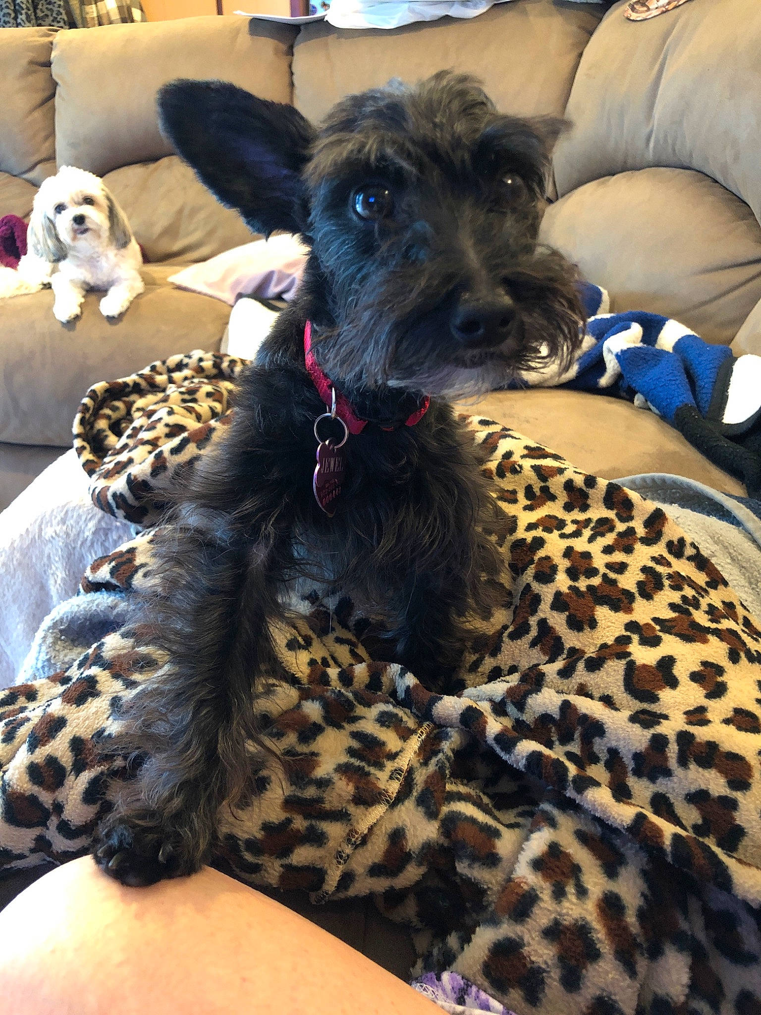 Jewel joined the competition — help win amazing prizes! canidae, carnivore, cesky_terrier, companion_dog, dog, dog_breed, kerry_blue_terrier, mammal, miniature_schnauzer, non_sporting_group, puppy, schnauzer, schnoodle, scottish_terrier, snout, sporting_group, standard_schnauzer, terrier, vertebrate