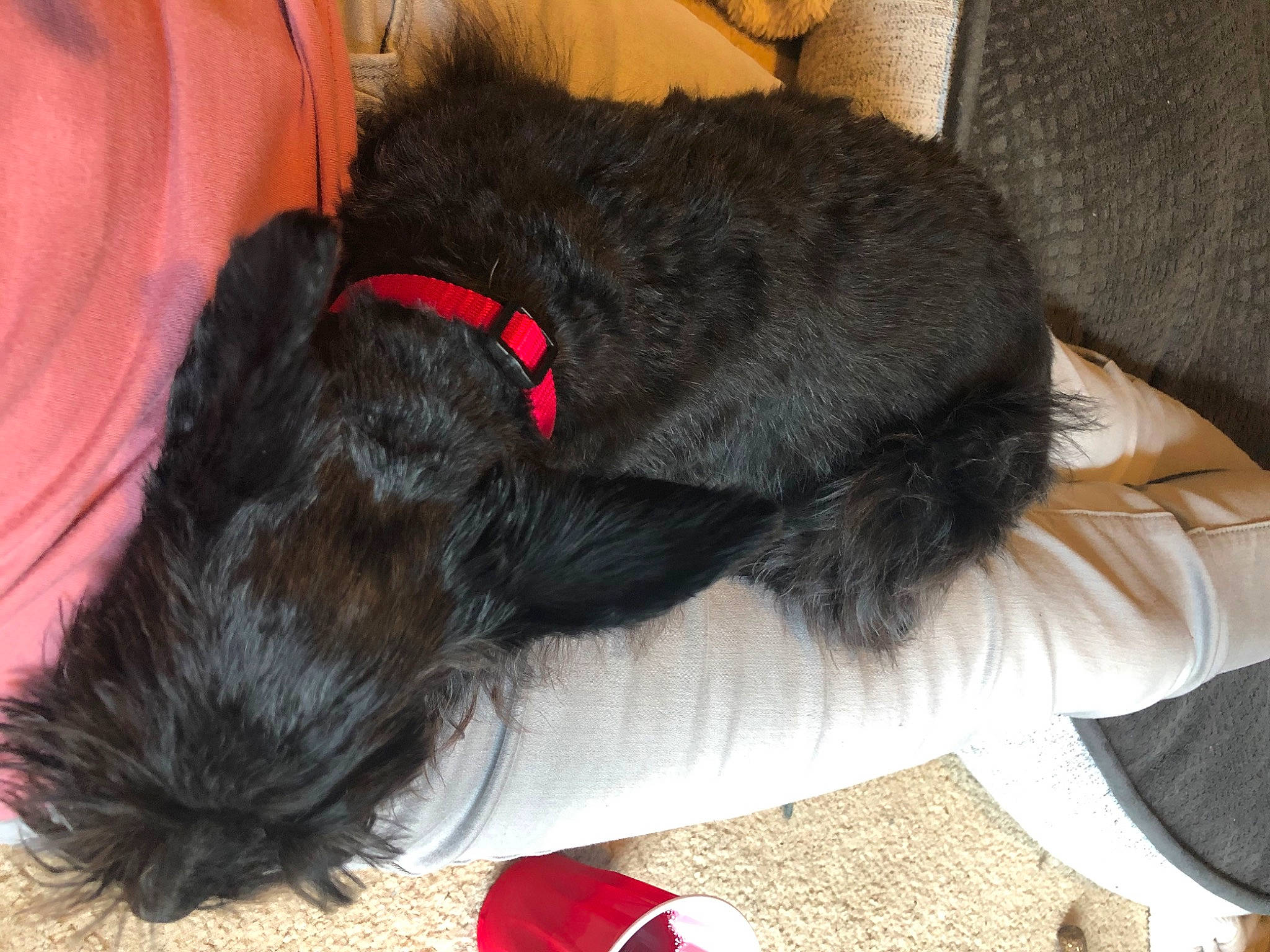 Jewel is registered to the contest to win money with this photo: affenpinscher, canidae, carnivore, dog, dog_breed, ear, fur, miniature_schnauzer, schnauzer, scottish_terrier, sporting_group, tail, terrier