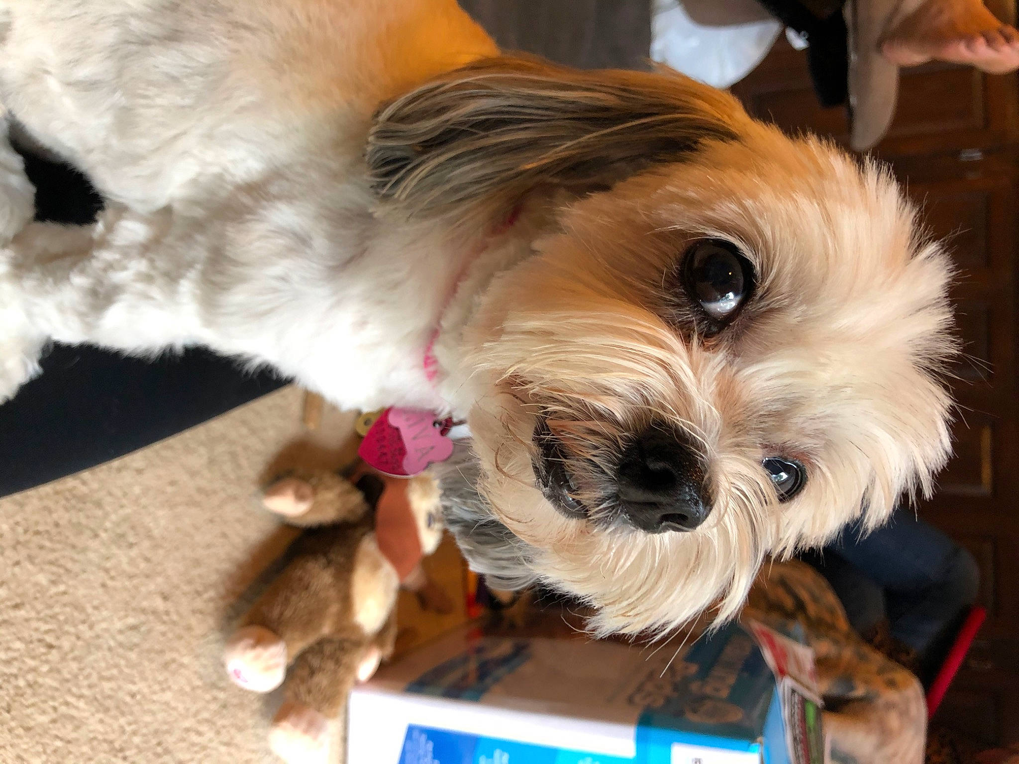 Ziva joined the competition — help win amazing prizes! canidae, carnivore, cavachon, companion_dog, dog, dog_breed, lhasa_apso, lowchen, maltepoo, maltese, mammal, morkie, petit_basset_griffon_vendeen, puppy, puppy_love, schnoodle, shih_tzu, snout, sporting_lucas_terrier, vertebrate