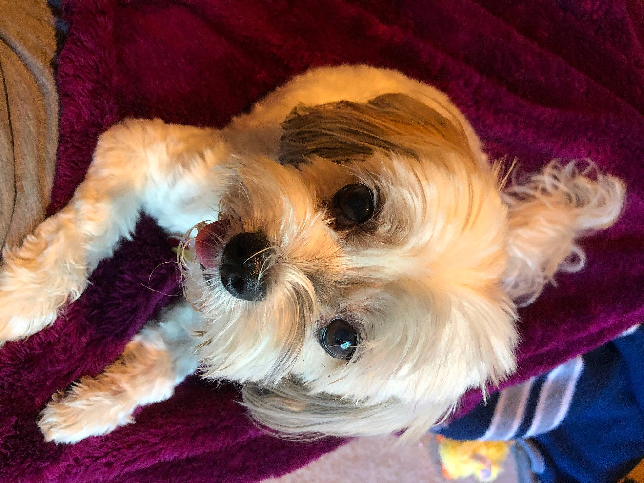 Ziva joined the competition — help win amazing prizes! canidae, carnivore, cavachon, companion_dog, dog, dog_breed, lhasa_apso, maltepoo, mammal, morkie, puppy, puppy_love, rare_breed_dog, schnoodle, shih_tzu, snout, sporting_lucas_terrier, terrier, tibetan_terrier, toy_dog