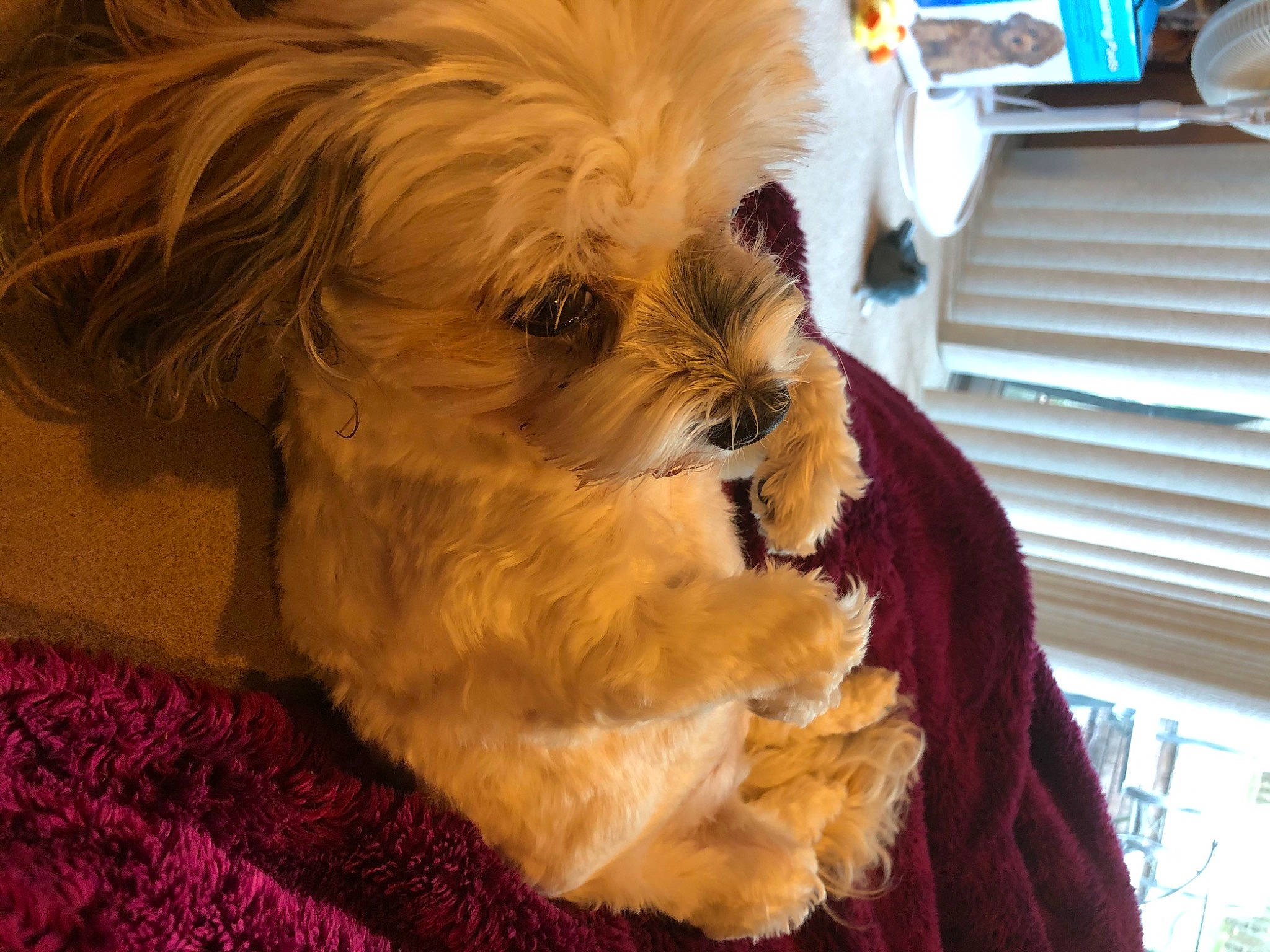 Ziva joined the competition — help win amazing prizes! bolonka, canidae, carnivore, cavapoo, chinese_imperial_dog, companion_dog, dog, dog_breed, lhasa_apso, maltepoo, mammal, morkie, pekapoo, poodle_crossbreed, puppy, schnoodle, shih_tzu, snout, toy_dog, vertebrate