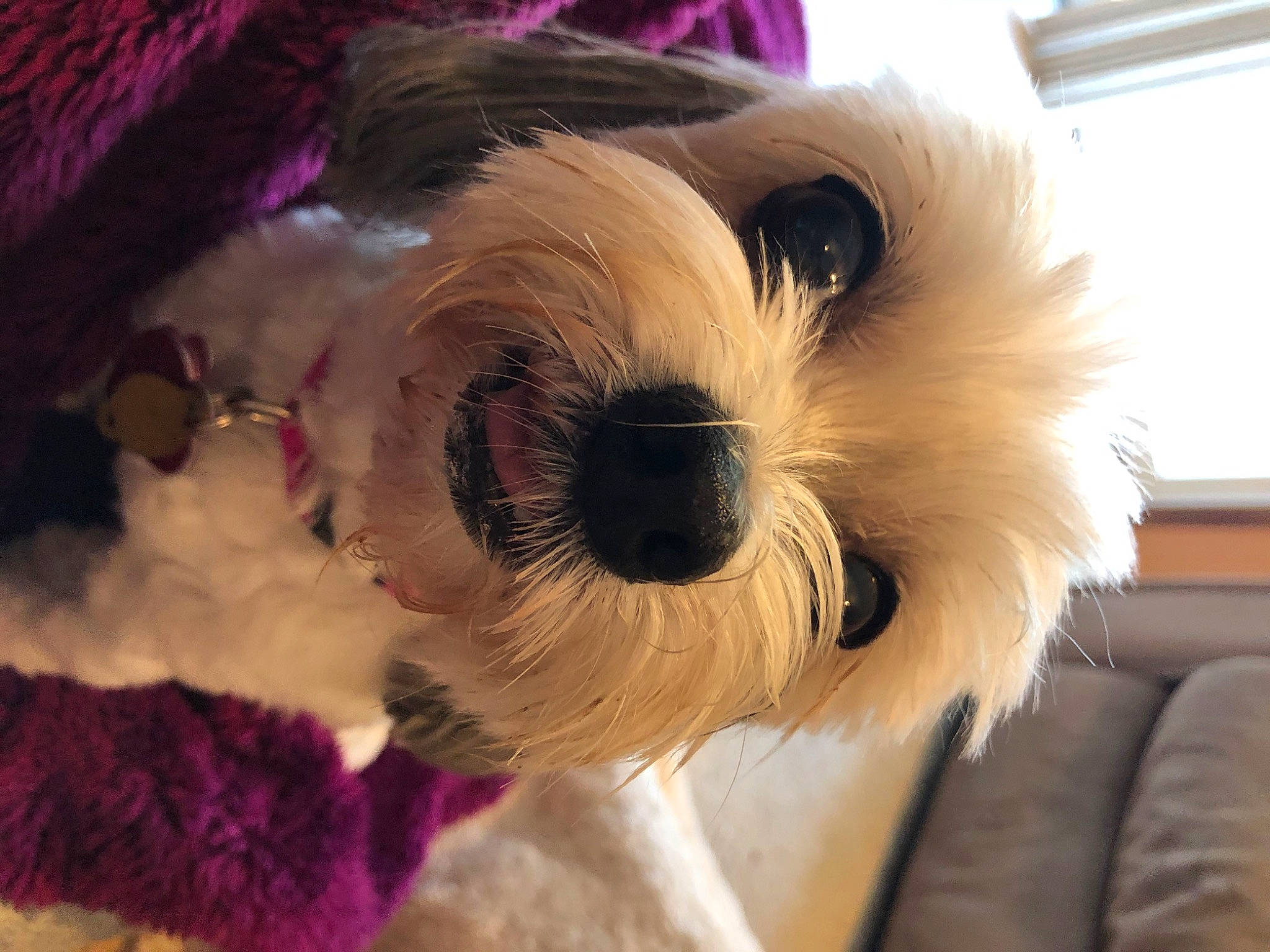 Ziva joined the competition — help win amazing prizes! canidae, carnivore, companion_dog, dog, dog_breed, lhasa_apso, lowchen, mammal, morkie, old_english_sheepdog, puppy, puppy_love, rare_breed_dog, schnoodle, shih_tzu, snout, sporting_lucas_terrier, tibetan_terrier, toy_dog, vertebrate