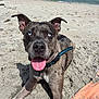 Zara joined the competition — help win amazing prizes! dog, beach, sand, ocean, waves, surfboard, collar, tongue_out, blue_eyes, sunny, outdoor, pet, canine, animal, happy, summer, vacation, water, recreation, nature