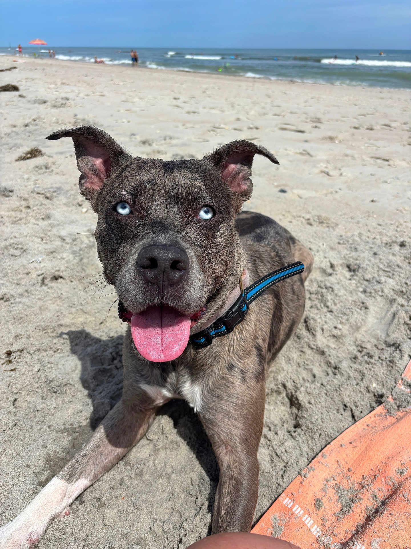 Zara joined the competition — help win amazing prizes! dog, beach, sand, ocean, waves, surfboard, collar, tongue_out, blue_eyes, sunny, outdoor, pet, canine, animal, happy, summer, vacation, water, recreation, nature