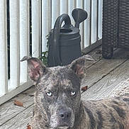 Zara joined the competition — help win amazing prizes! dog, brindle, blue_eyes, wooden_deck, watering_can, white_railings, ears, outdoor, pet, animal, fur, resting, canine, closeup, portrait, nature, summer, quiet, calm, background
