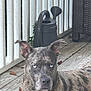 dog, brindle, blue_eyes, wooden_deck, watering_can, white_railings, ears, outdoor, pet, animal, fur, resting, canine, closeup, portrait, nature, summer, quiet, calm, background