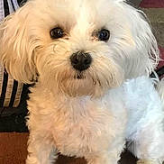 Venus is registered to the contest to win money with this photo: black_nose, carpet, close_up, companion, curly_hair, cute, dark_eyes, dog, domestic_animal, ears, fluffy, fur, indoor, looking_at_camera, maltese, pet, portrait, sitting, small_dog, white_fur