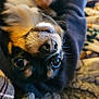 Twerp is registered to the contest to win money with this photo: animal, beagle, blanket, bodypart, canine, chihuahua, cockerspaniel, couch, dog, face, furniture, head, hound, papillon, person, pet, photography, portrait, puppy, snout
