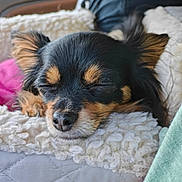 Twerp is registered to the contest to win money with this photo: animal, bed, bedroom, blanket, canine, chihuahua, cockerspaniel, couch, cushion, dog, furniture, homedecor, hound, indoors, papillon, person, pet, puppy, sleeping, terrier