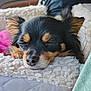 animal, bed, bedroom, blanket, canine, chihuahua, cockerspaniel, couch, cushion, dog, furniture, homedecor, hound, indoors, papillon, person, pet, puppy, sleeping, terrier