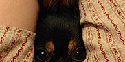 Twerp joined the competition — help win amazing prizes! animal, blanket, canine, chihuahua, cockerspaniel, couch, dog, furniture, homedecor, hound, linen, papillon, pet, puppy, quilt, terrier, towel
