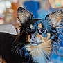 Twerp joined the competition — help win amazing prizes! animal, canine, chihuahua, cockerspaniel, dog, face, head, papillon, person, pet, puppy, terrier