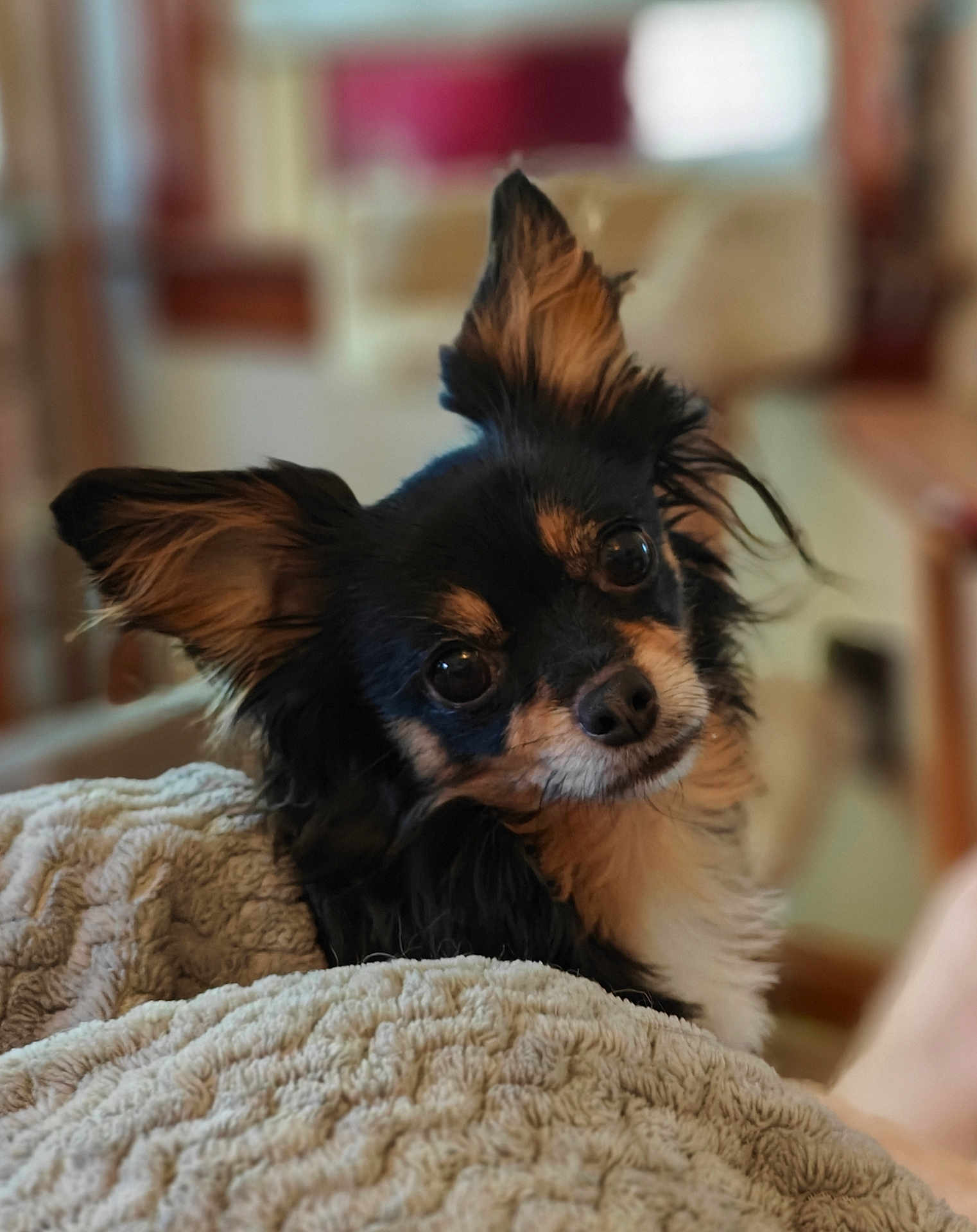 Twerp joined the competition — help win amazing prizes! animal, canine, chihuahua, cockerspaniel, dog, papillon, pet, puppy, terrier